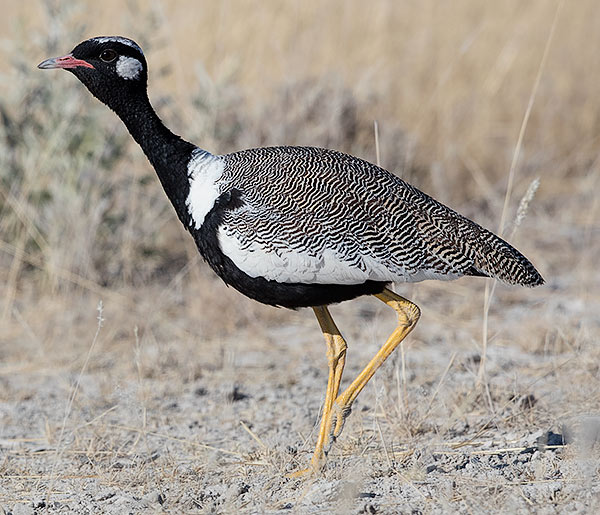 Northern Black Korhaan male